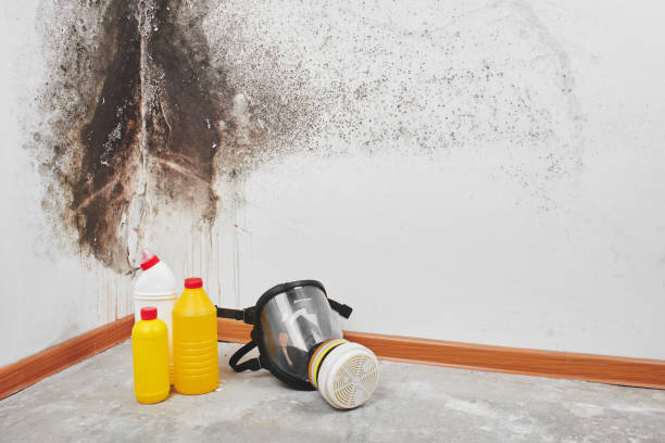 Best Localized Mold Remediation (e.g., coastal areas, humid climates) in San Ramon, CA