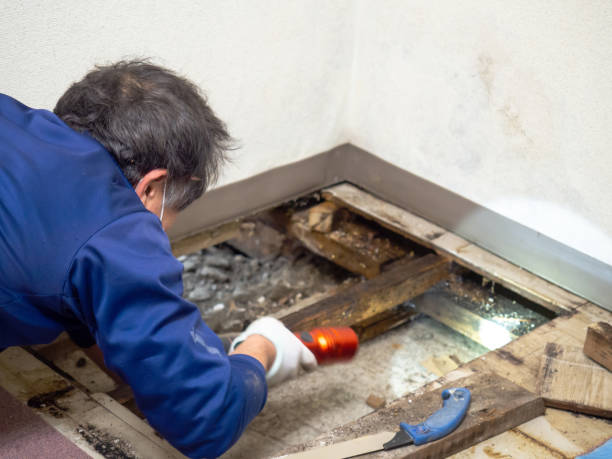 Best Kitchen Mold Remediation in San Ramon, CA