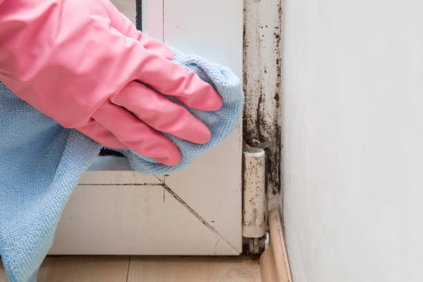 Best Crawl Space Mold Remediation in San Ramon, CA